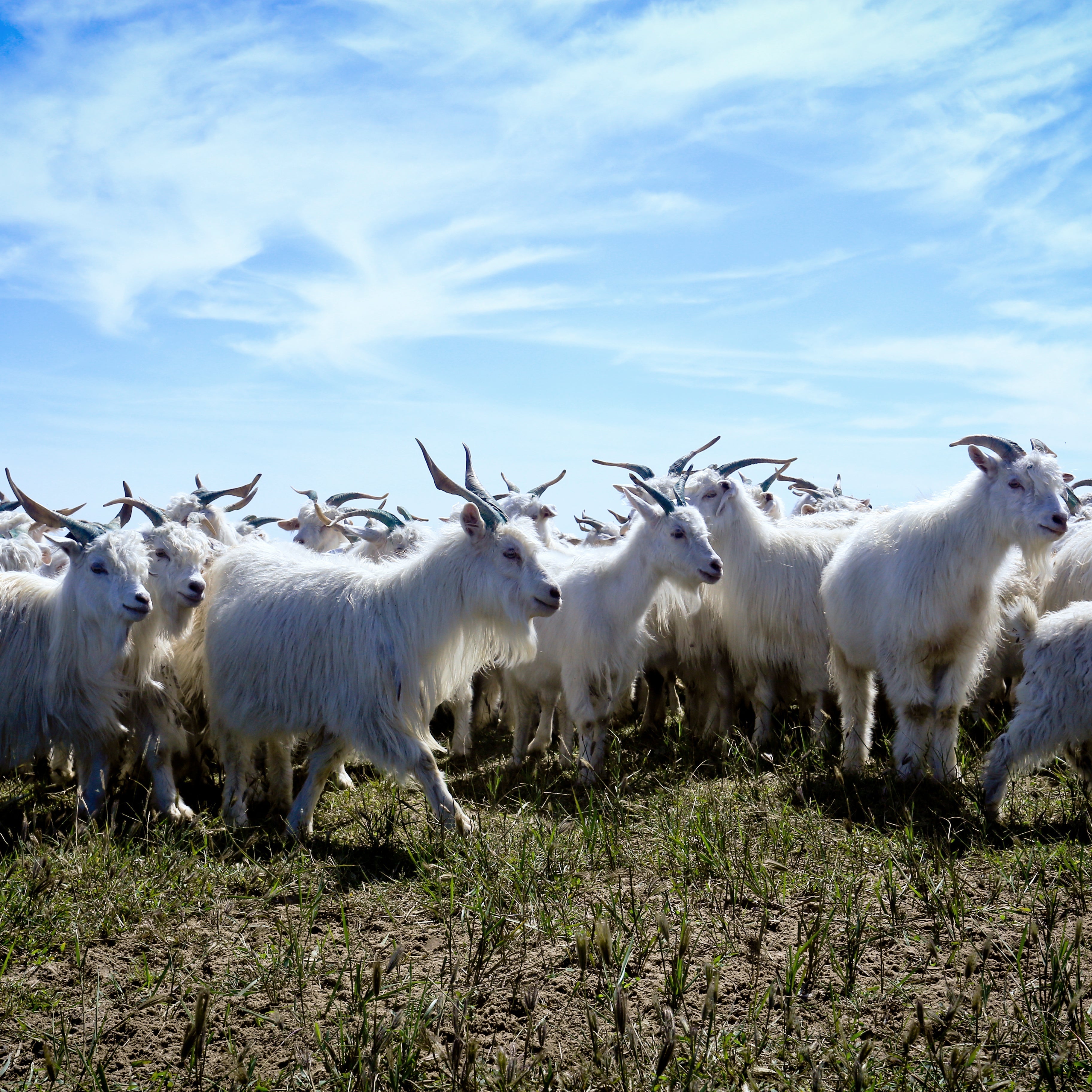 Kaschmir: Von welchem Tier stammt die Wolle und wie wird sie gewonnen? 🐐🧶